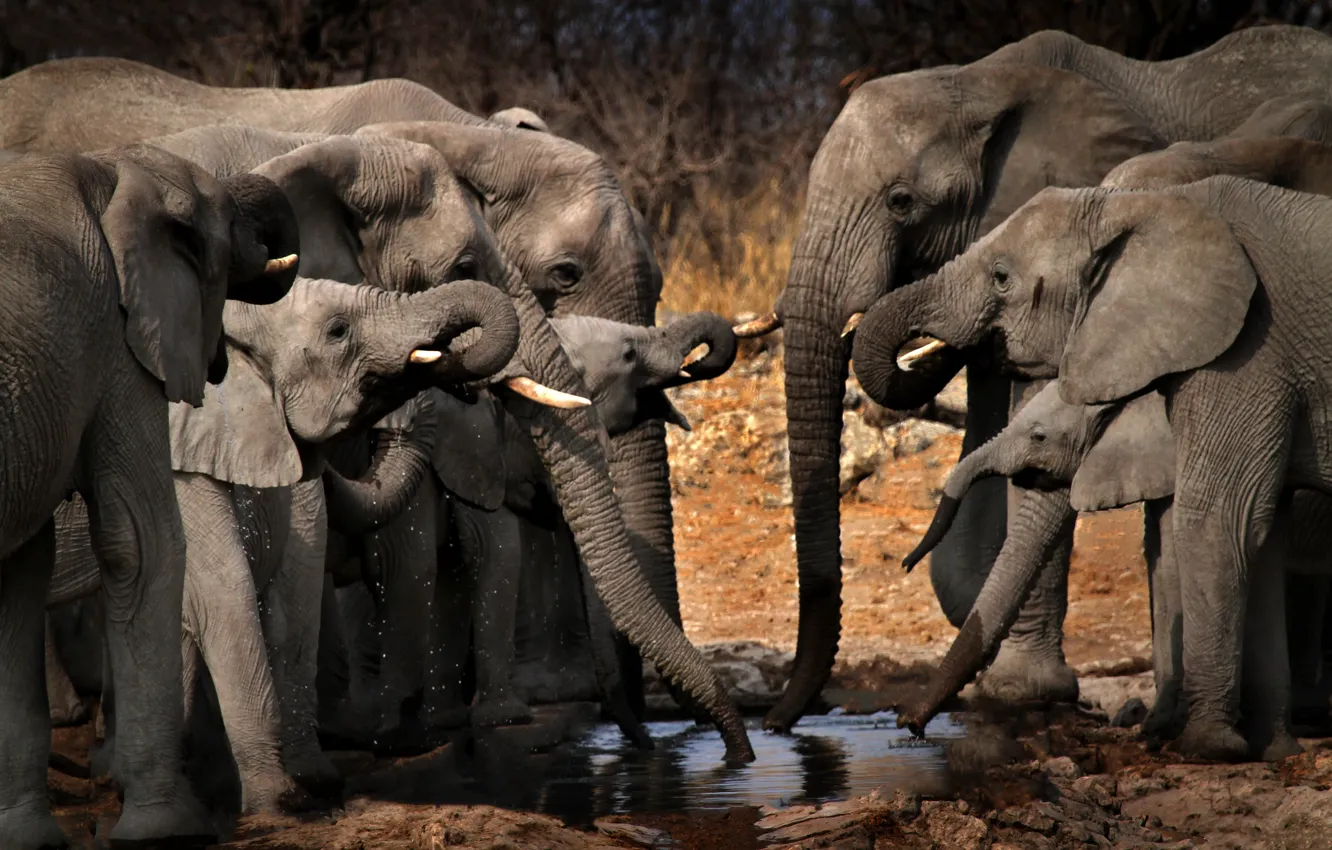 Photo wallpaper Africa, elephants, drink