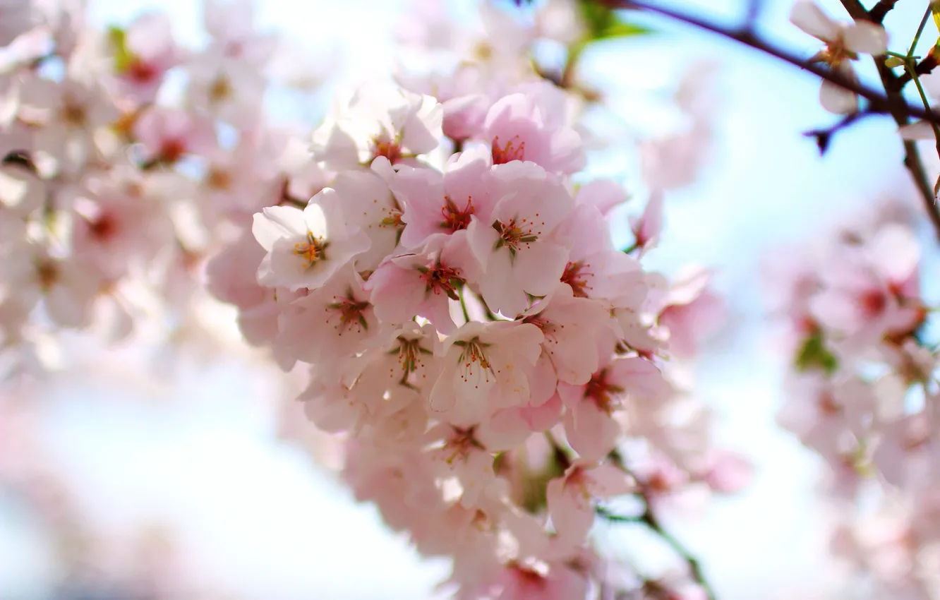 Photo wallpaper Pink, Cherry, Sakura, Flower, Spring
