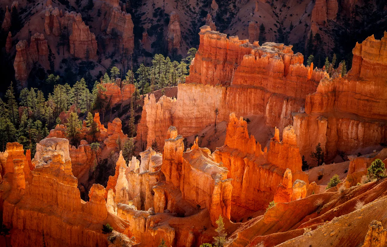 Photo wallpaper forest, rocks, morning, USA, National Park Bryce Canyon, the geological structure of the Hoodoos, Utah