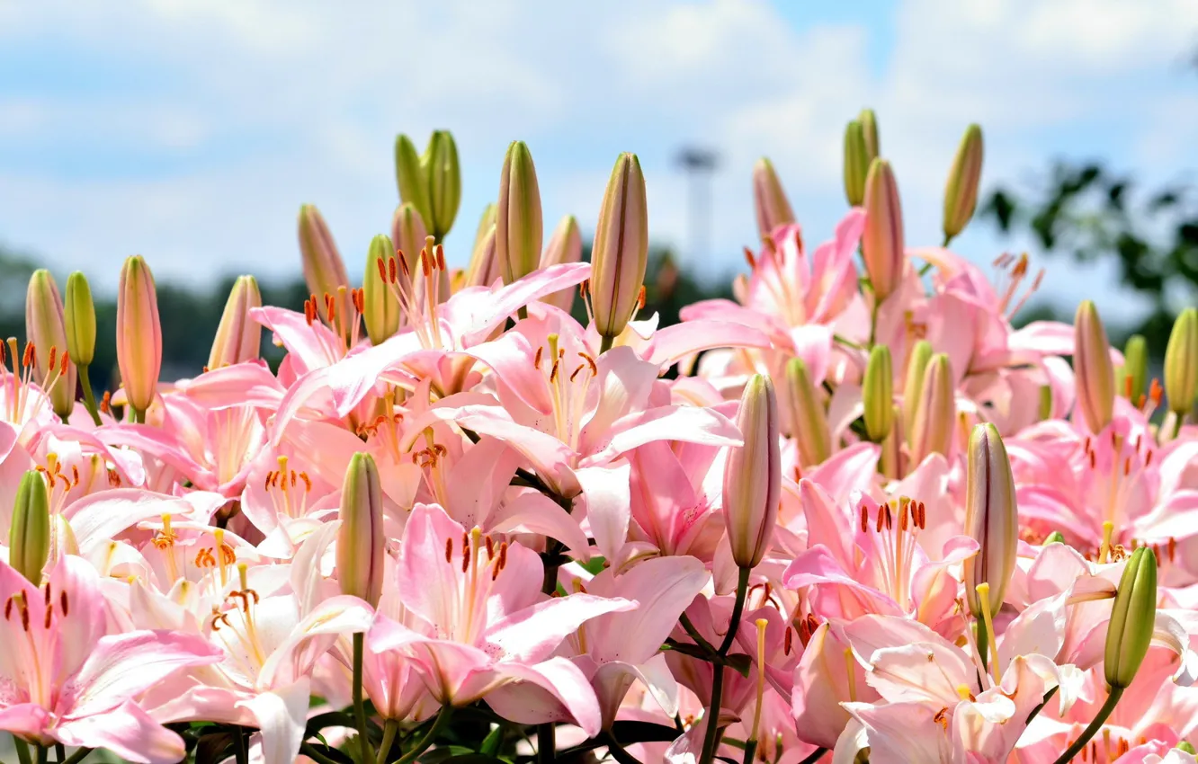 Photo wallpaper flowers, Lily, pink