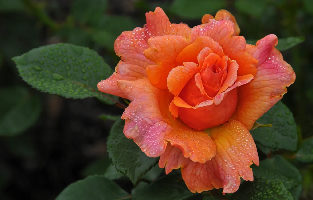 Photo wallpaper leaves, drops, macro, flowers, orange, bright, roses, petals