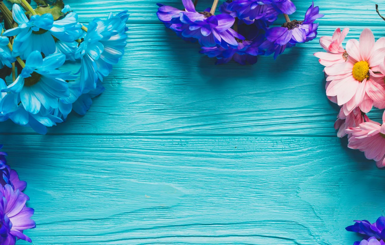Photo wallpaper flowers, spring, colorful, Board, chrysanthemum, wood, blue, flowers