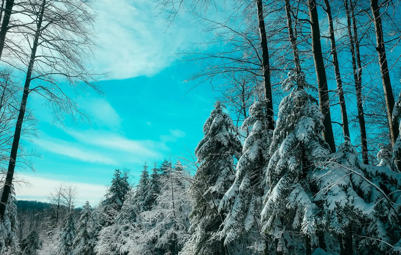 Photo wallpaper winter, the sky, snow, trees, Park, tree