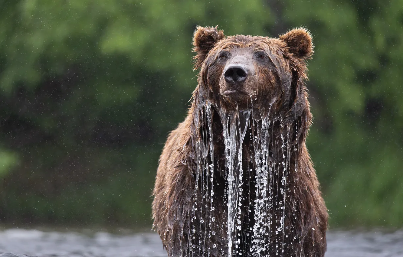 Photo wallpaper water, wet, bear, Alexander Kukanov