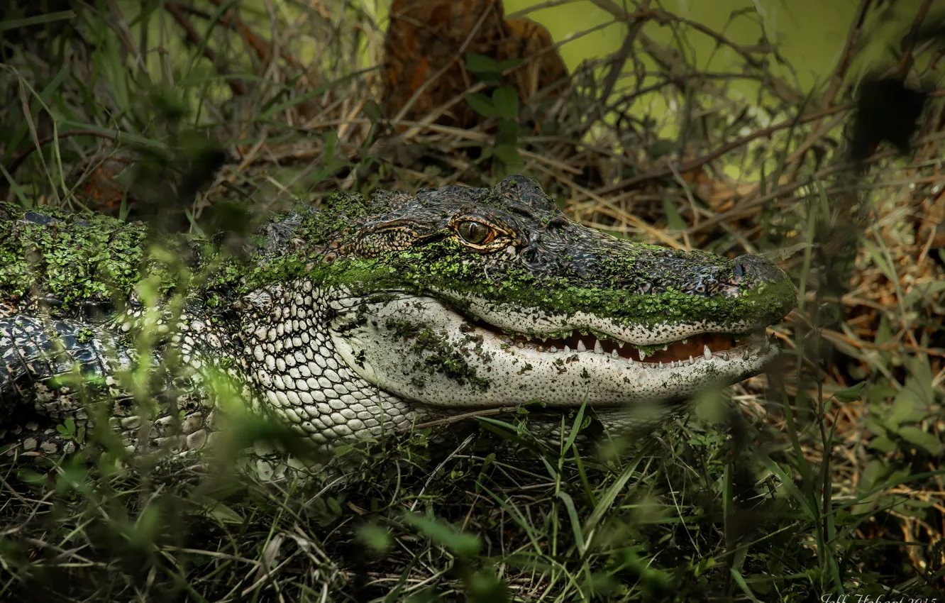 Photo wallpaper grass, face, alligator