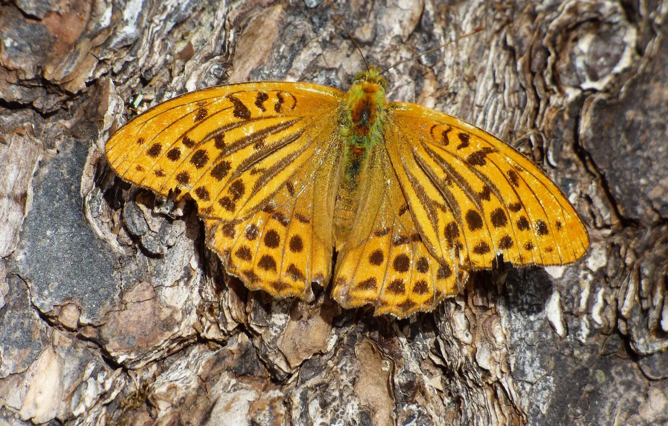 Photo wallpaper butterfly, wings, bark, closeup