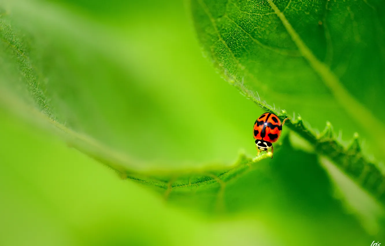 Photo wallpaper leaves, nature, ladybug, insect