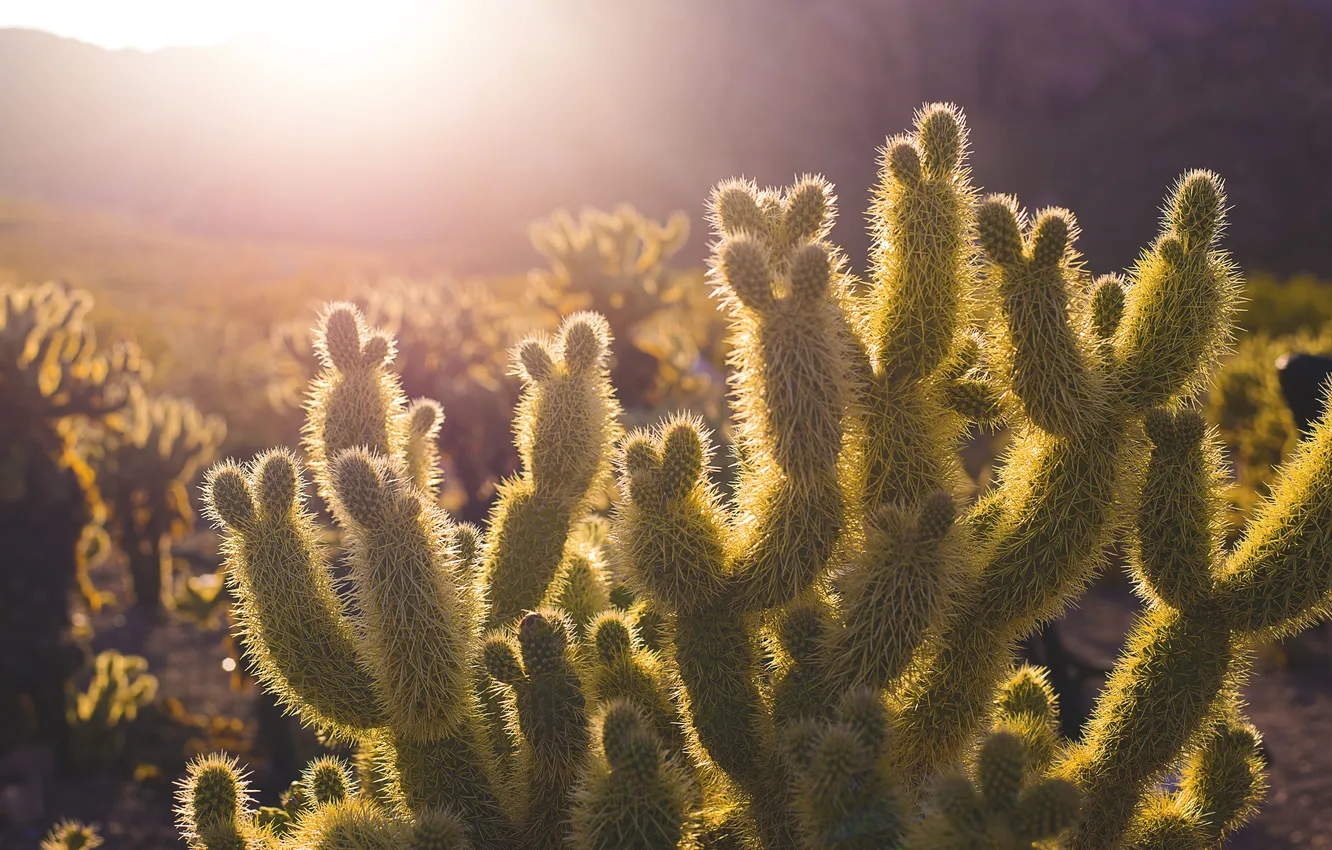 Photo wallpaper light, needles, desert, cactus, solar