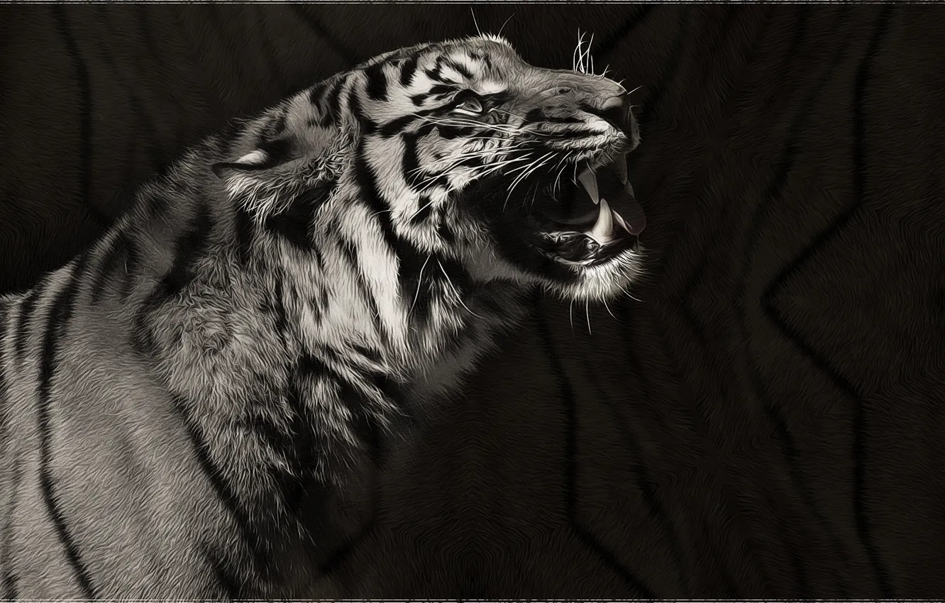 Photo wallpaper tiger, black and white, predator, art