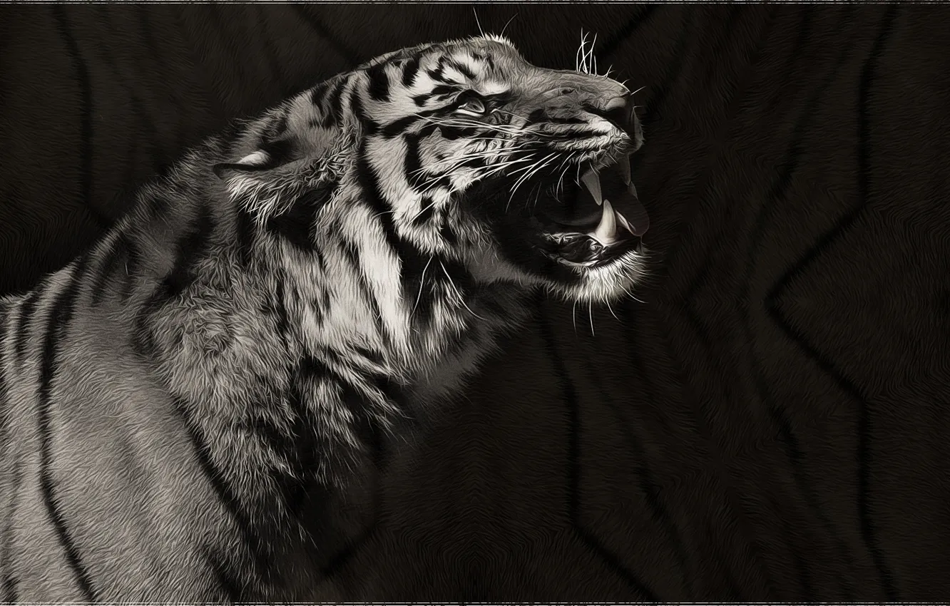 Photo wallpaper tiger, predator, art, black and white