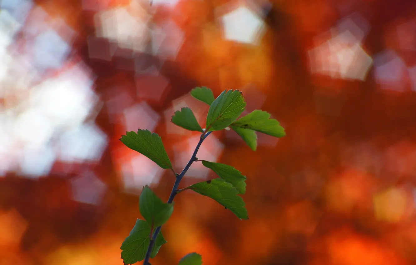 Photo wallpaper autumn, leaves, plant, branch