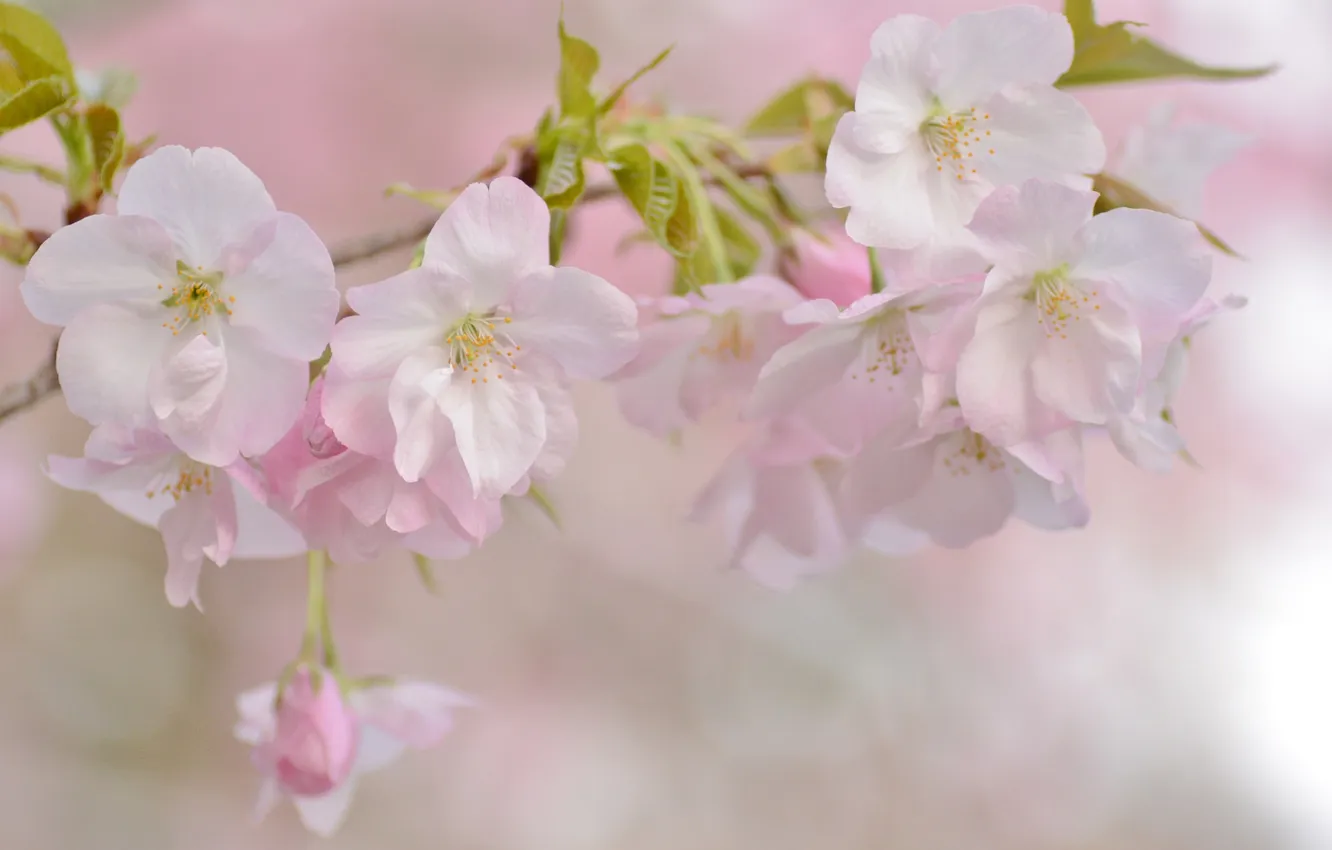 Photo wallpaper branches, cherry, tenderness, spring, Sakura