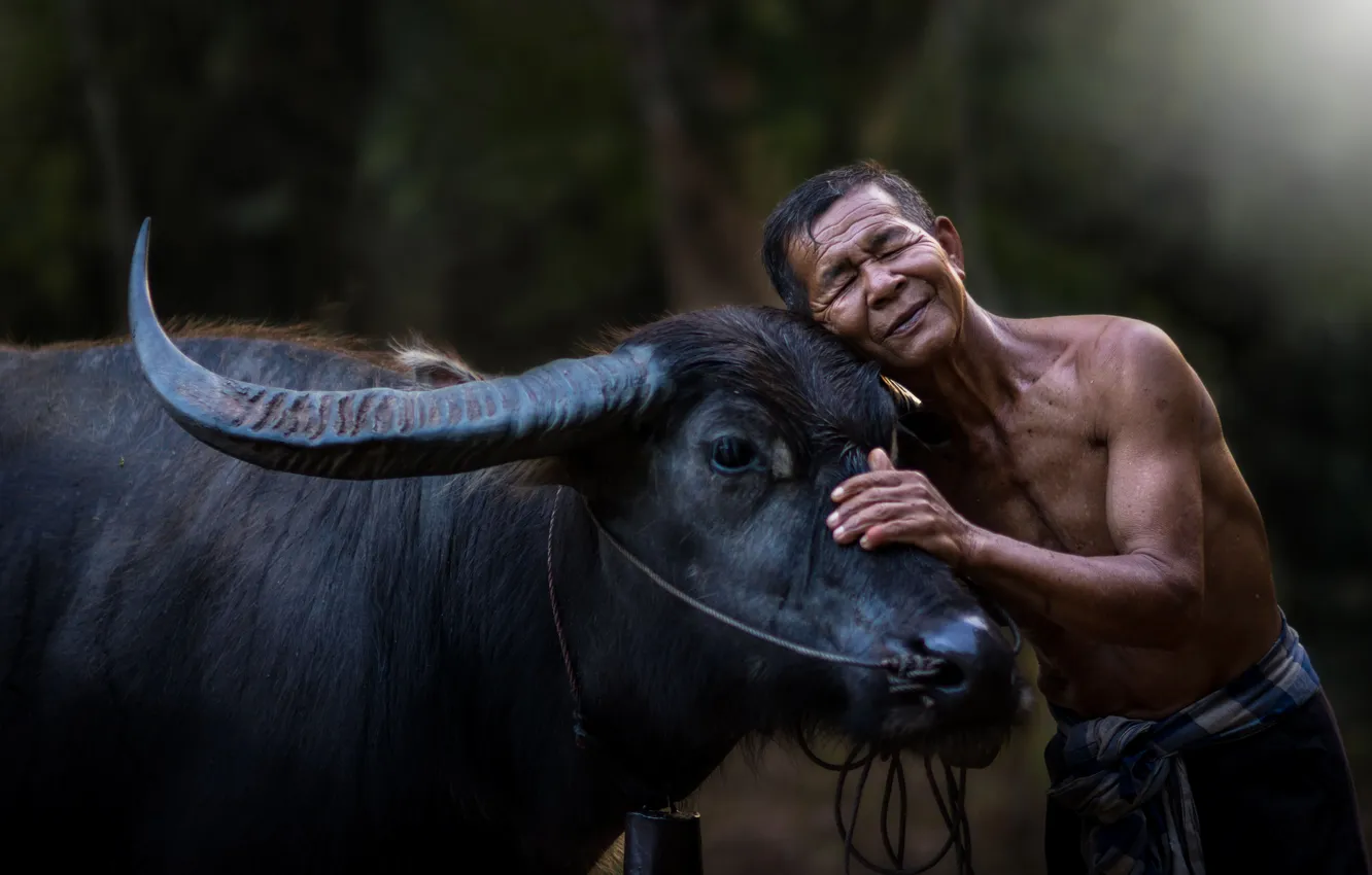 Photo wallpaper person, Buffalo, villager