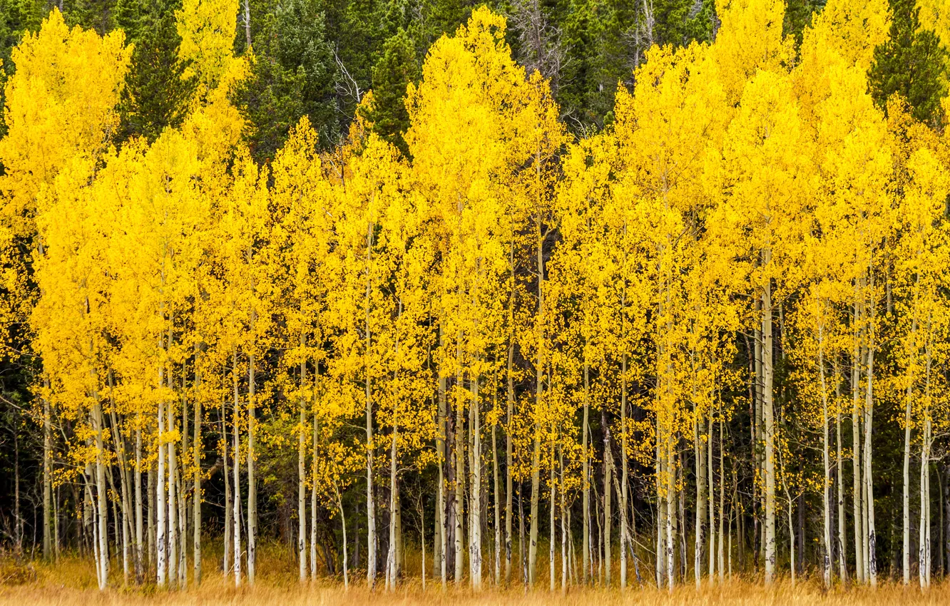 Photo wallpaper green, nature, mountains, mountain, leaves, country, fall, high