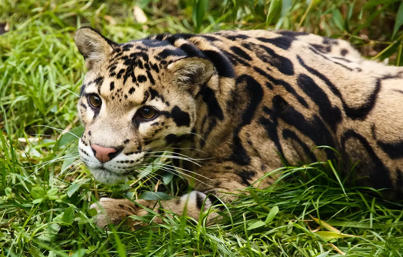 Photo wallpaper grass, look, face, stay, clouded leopard