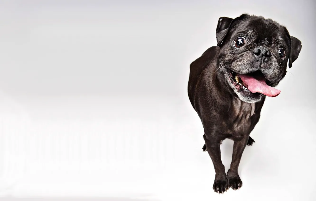 Photo wallpaper look, pug, Evan Kafka