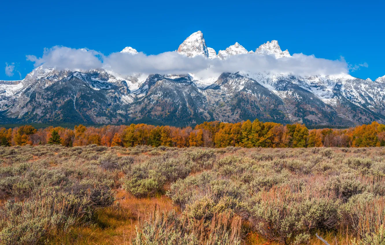 Photo wallpaper field, autumn, forest, mountains, Grand Teton