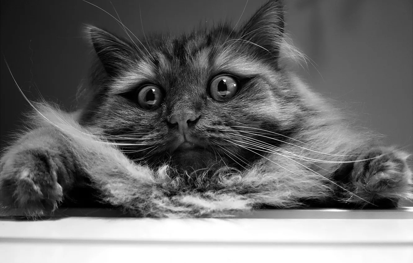 Photo wallpaper cat, eyes, wool, Koshak