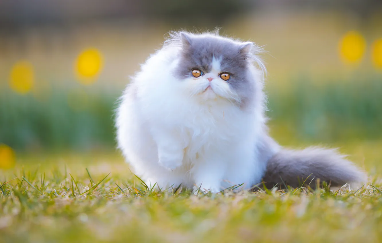 Photo wallpaper cat, grass, cat, look, flowers, nature, pose, kitty