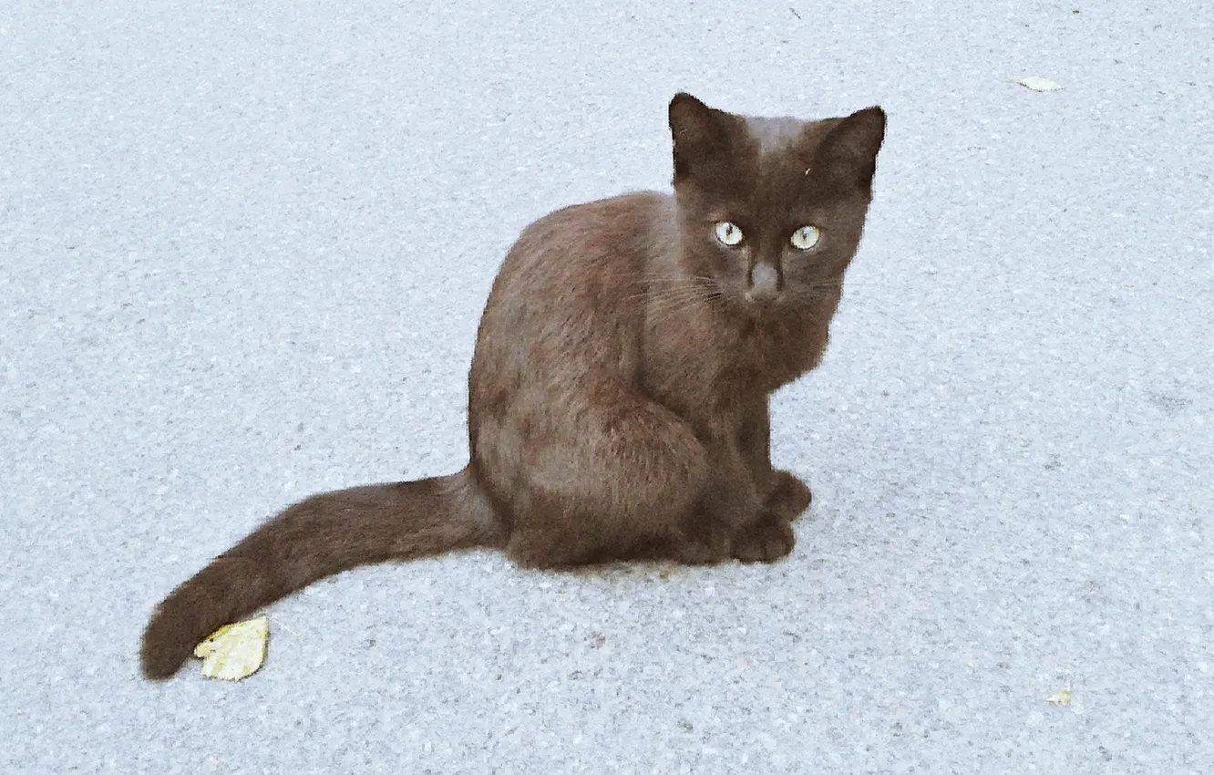 Photo wallpaper cat, animal, kitty, Autumn 2024