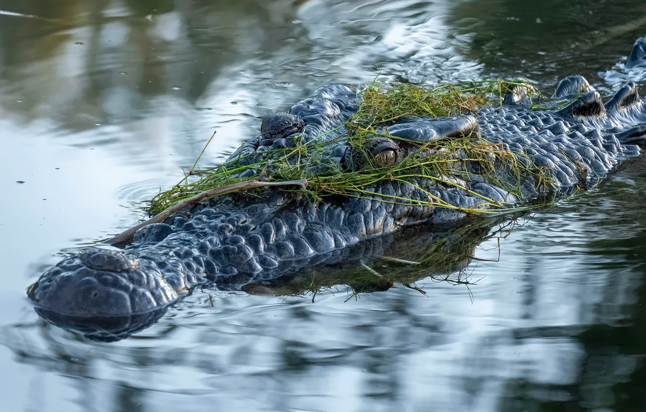 Photo wallpaper look, face, water, algae, reflection, crocodile, bathing, pond