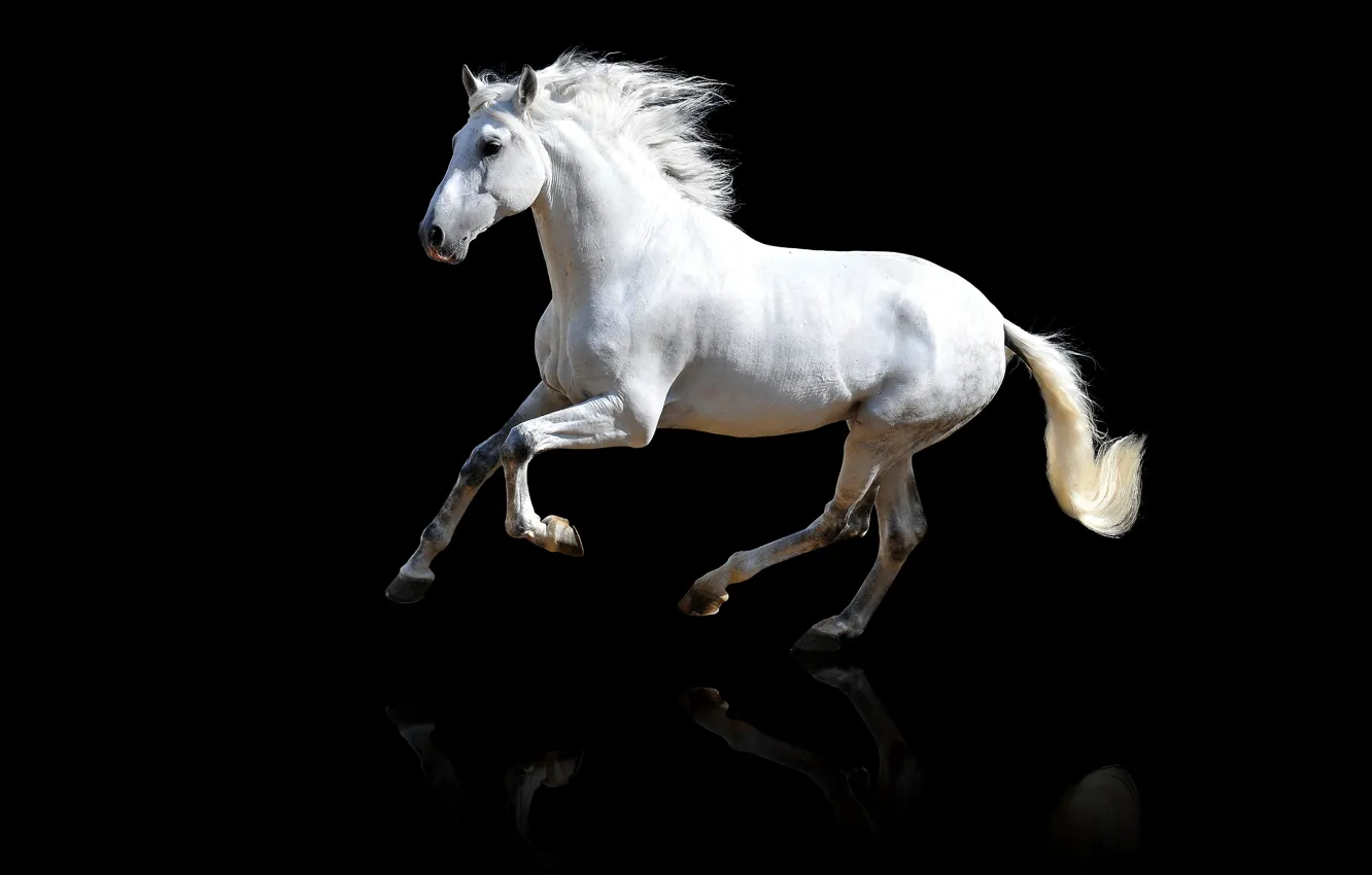 Wallpaper white, look, face, reflection, horse, horse, mane, white for ...