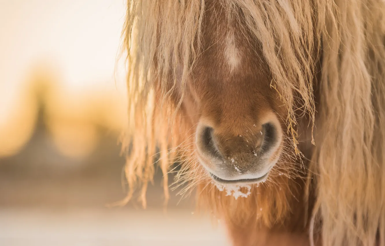 Photo wallpaper face, horse, horse, portrait, bangs