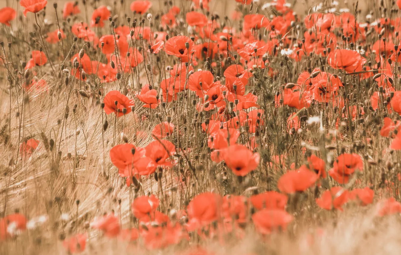 Photo wallpaper field, summer, flowers, red, Mac, rye, Maki, treatment