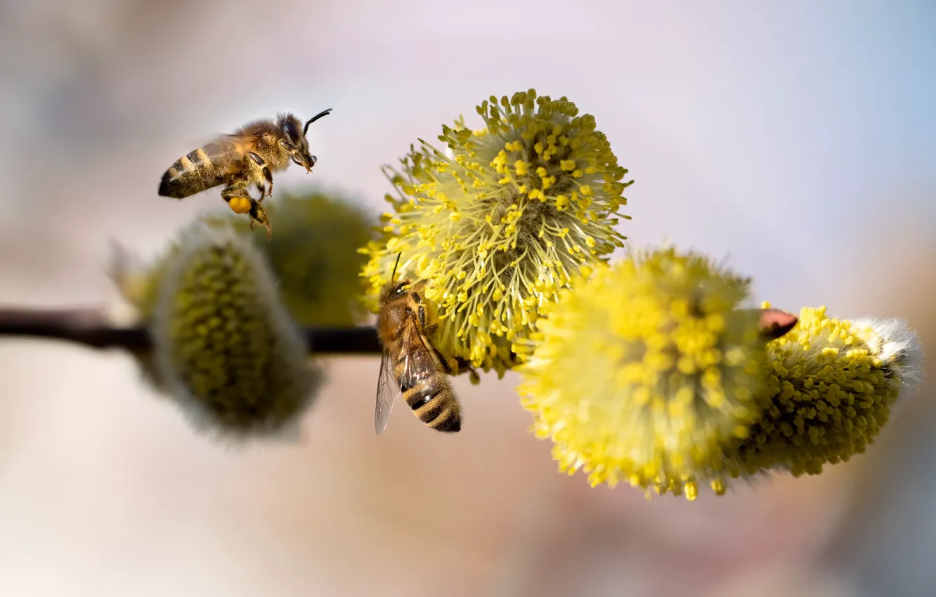 Photo wallpaper macro, bee, insect