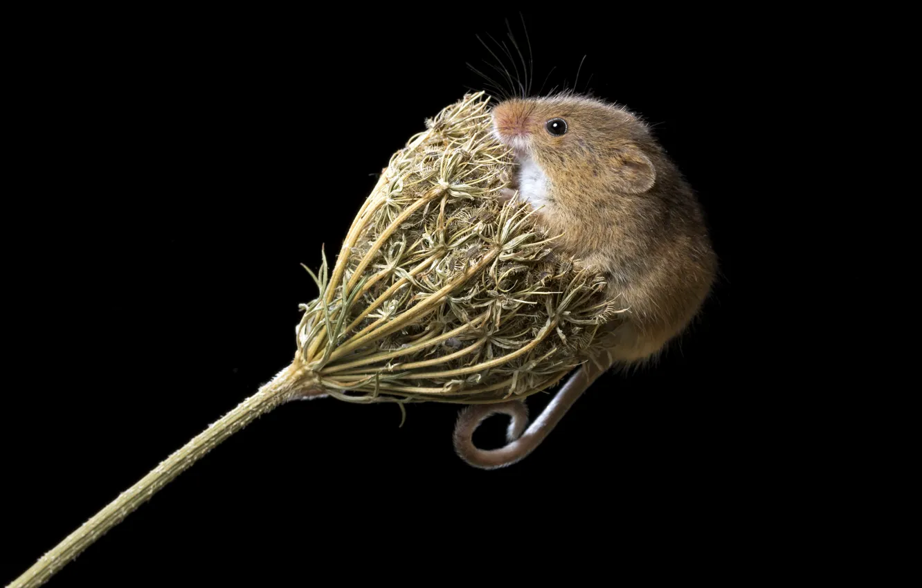 Photo wallpaper plant, mouse, baby