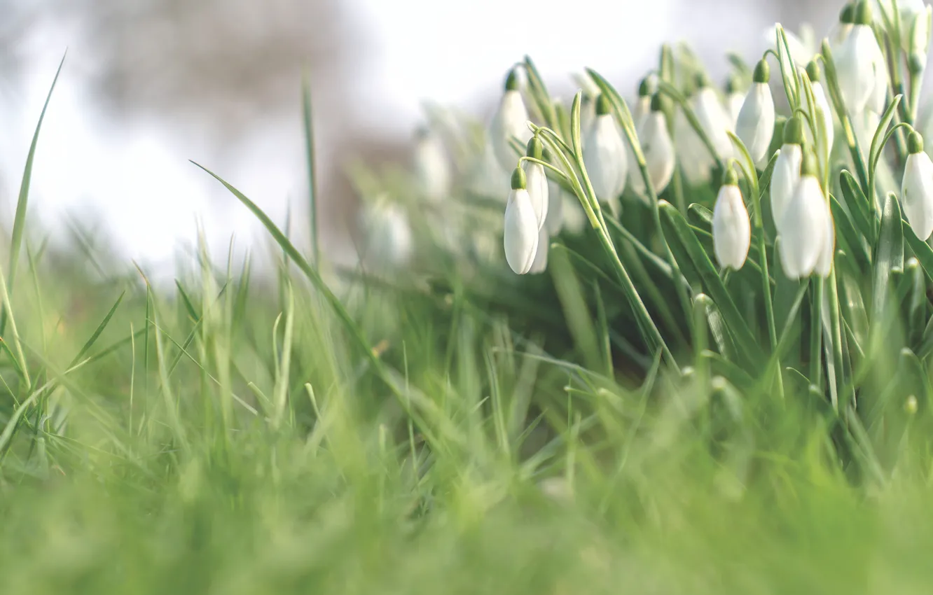 Photo wallpaper flowers, blur, white, bokeh, spring, grass, buds, snowdrops