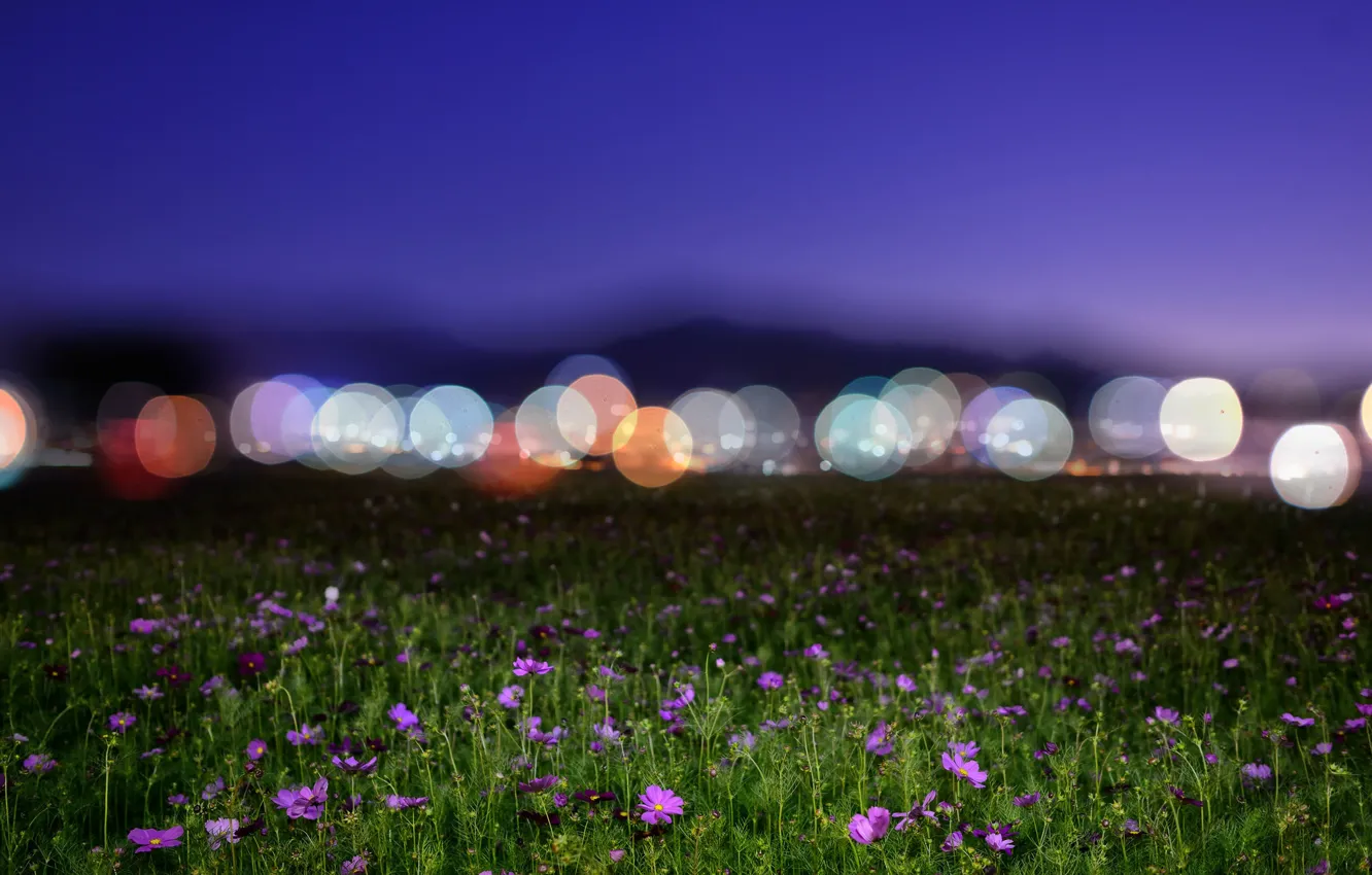 Photo wallpaper field, flowers, night, lights, bokeh