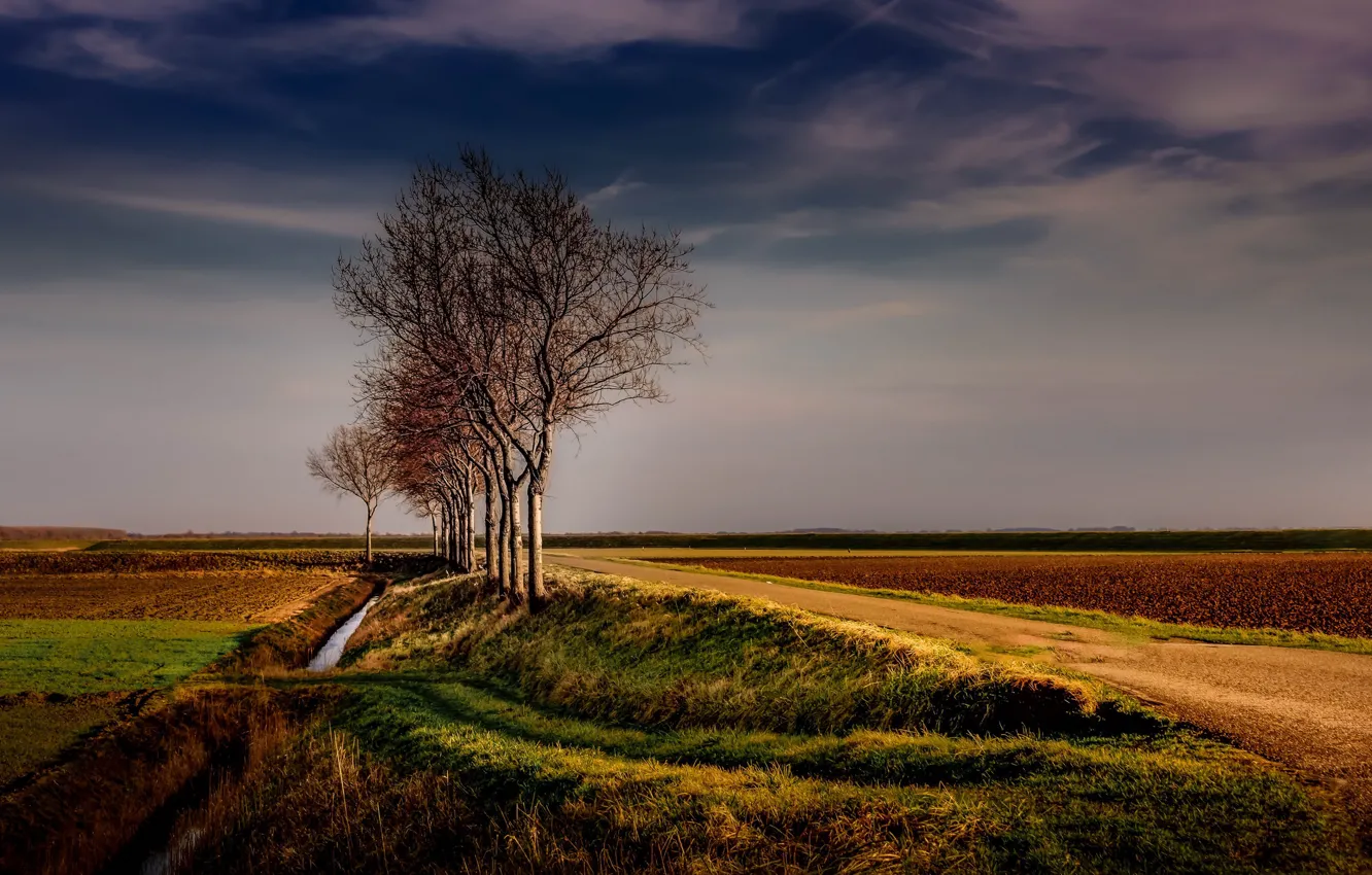 Photo wallpaper road, field, tree