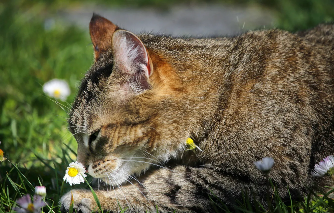 Photo wallpaper sniffing, tabby cat, Daisy, lying on the ground