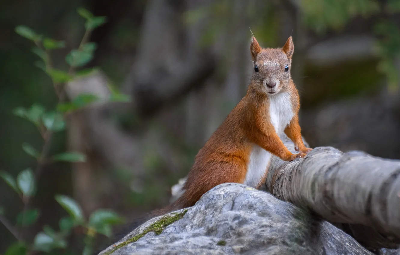 Photo wallpaper forest, nature, stone, protein, log, animal, rodent