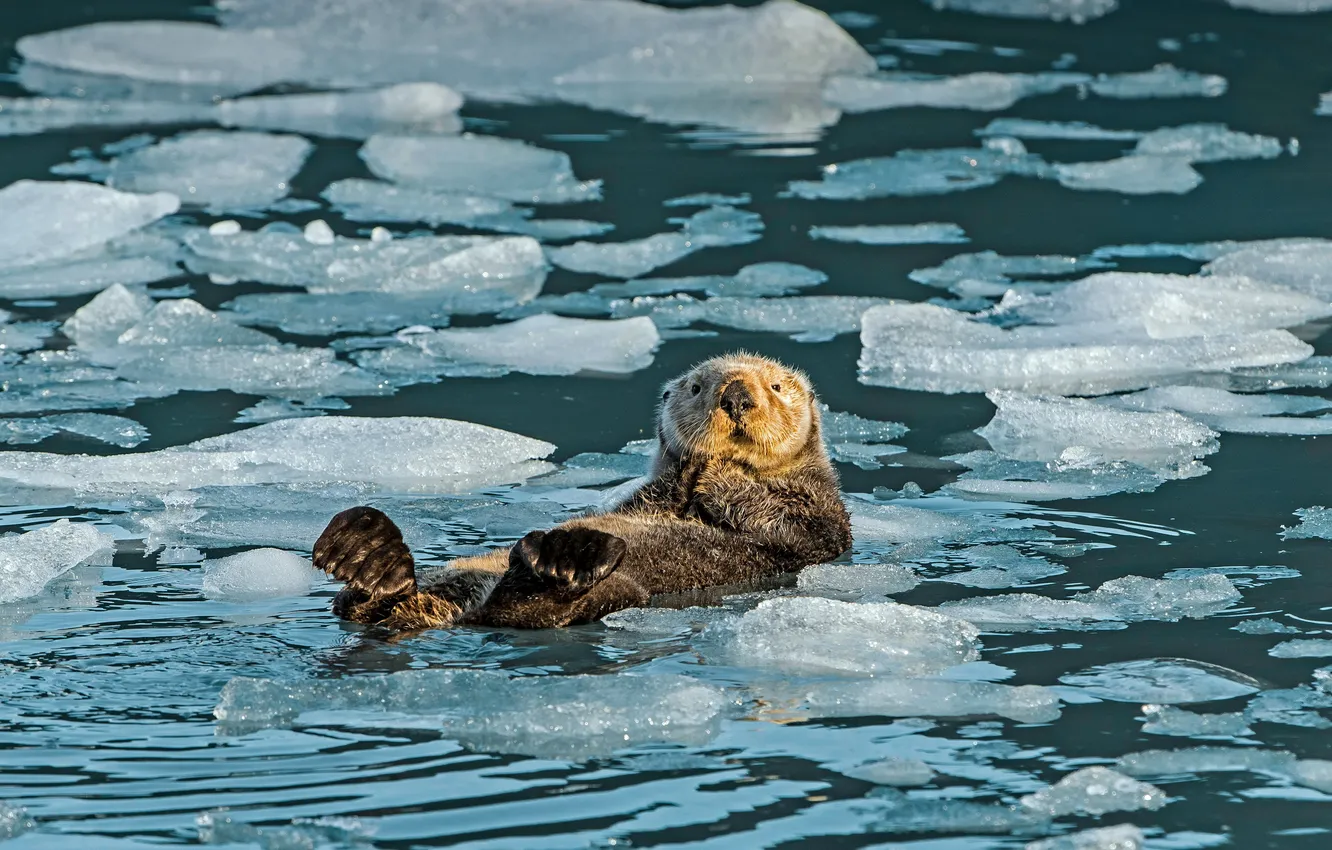 Photo wallpaper ice, Alaska, USA, sea otter, Prince William Sound, Alaska USA, Prince William Strait, Sea Otter