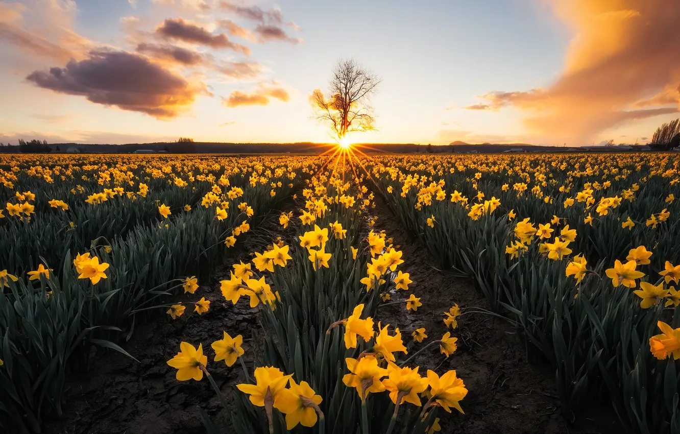 Photo wallpaper field, sunset, flowers, tree, yellow, daffodils, plantation, Washington State