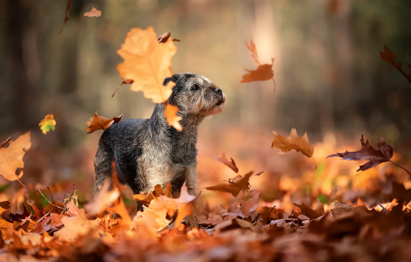 Photo wallpaper leaves, nature, Park, foliage, dog, walk, falling leaves, autumn leaves