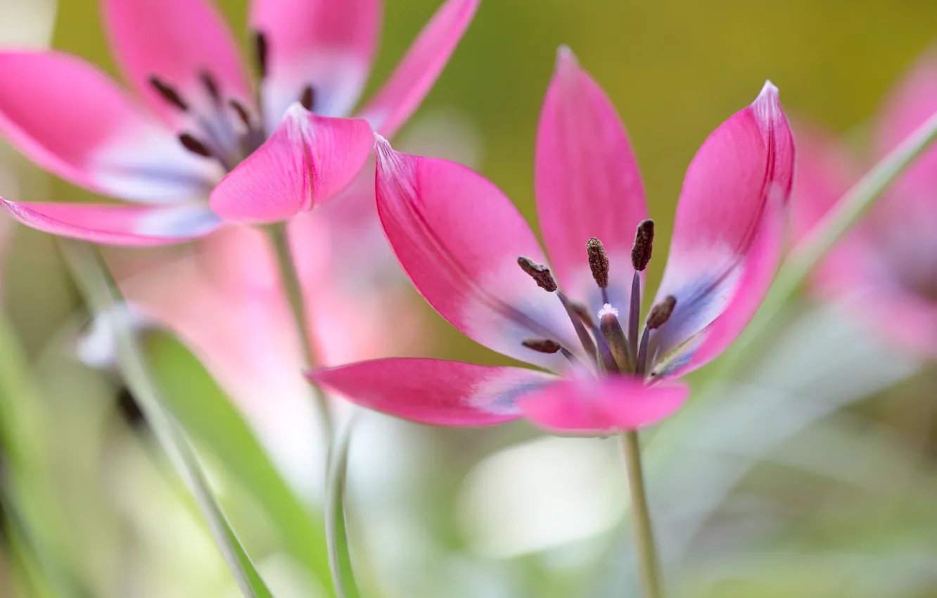 Photo wallpaper flowers, background, spring, petals, stamens, tulips, pink, opened