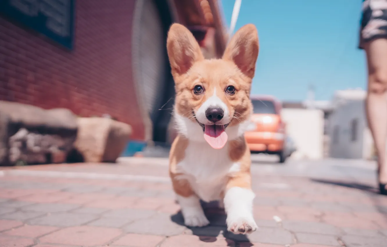 Photo wallpaper language, look, dog, walk, face, ears, doggie, Welsh Corgi