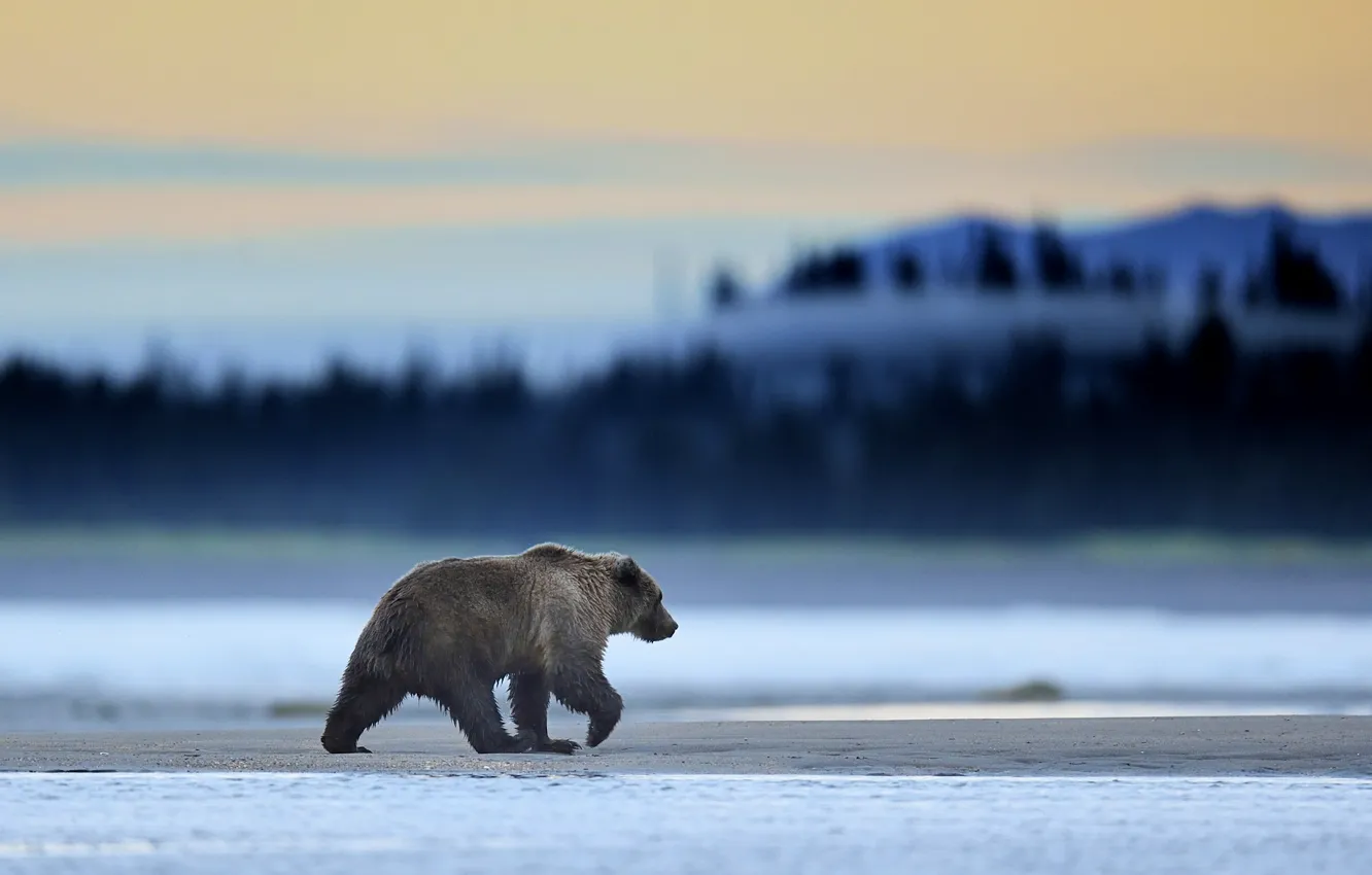 Photo wallpaper Alaska, Predator, Sunrise, Wild, Lake, Bear, Clark, Mammal