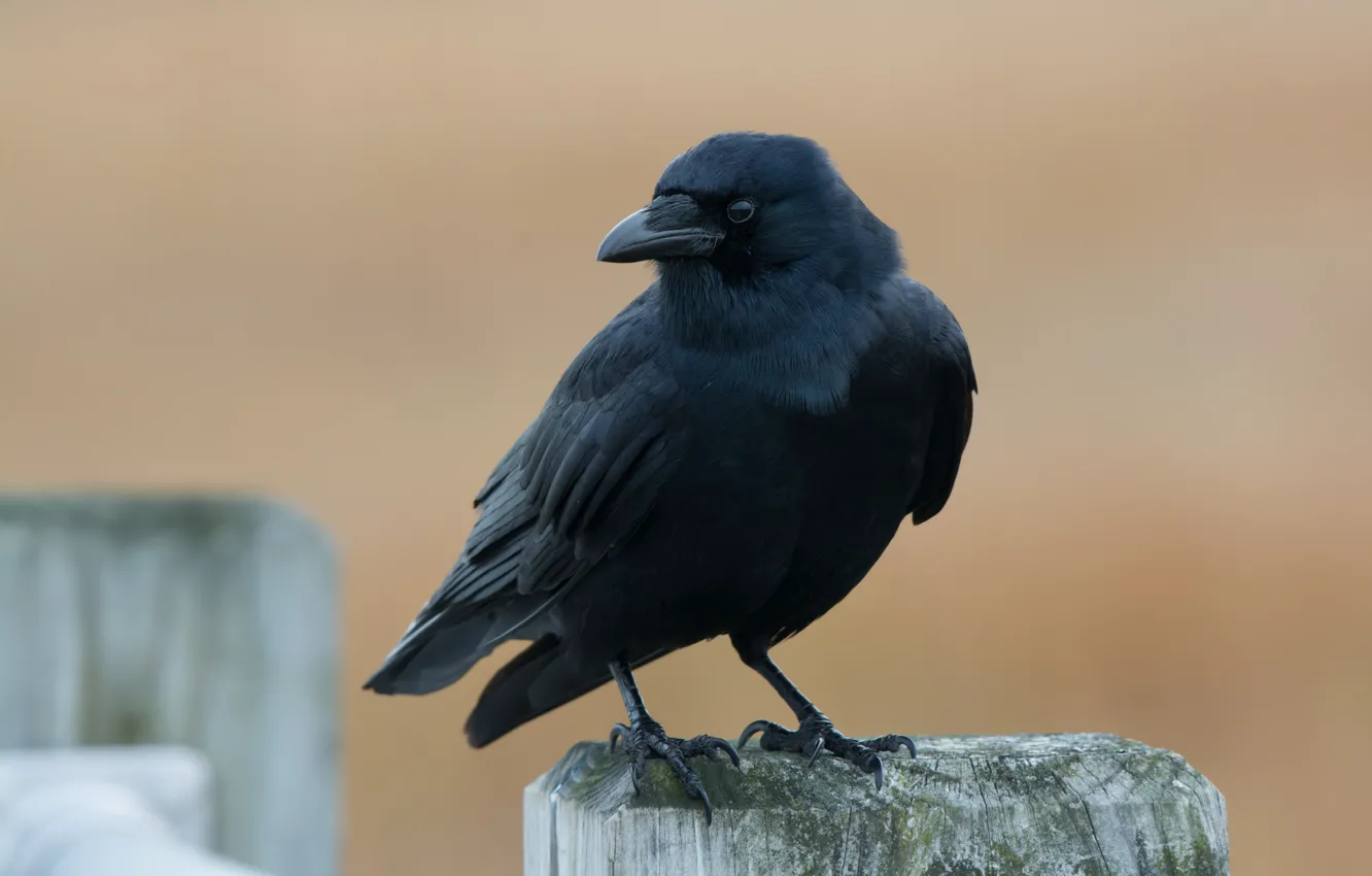 Photo wallpaper nature, bird, American Crow