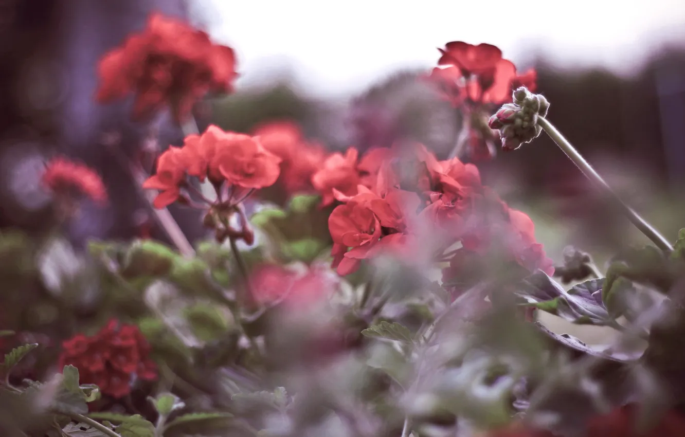 Photo wallpaper leaves, flowers, petals