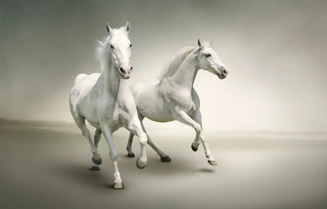 Photo wallpaper horse, running, white