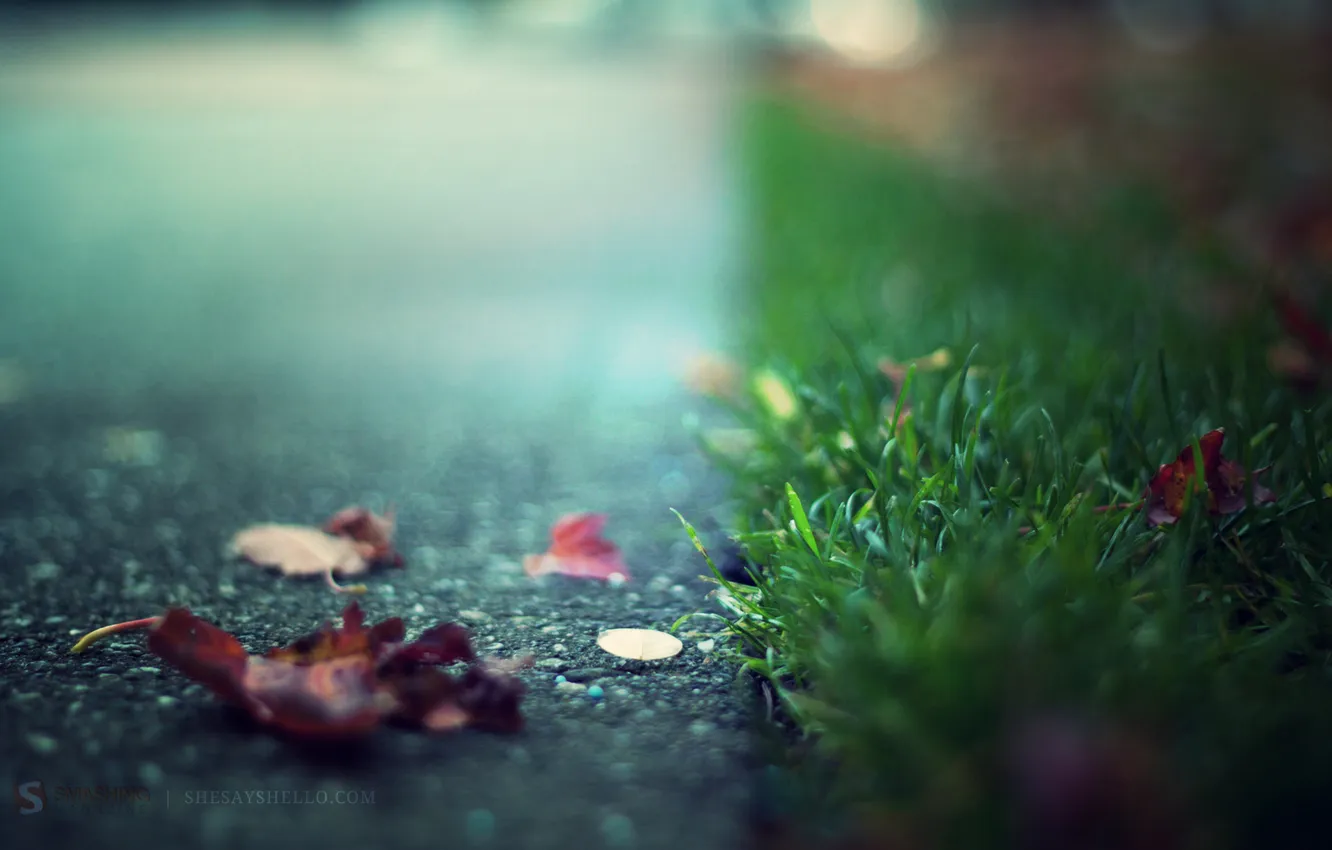 Photo wallpaper road, grass, cast