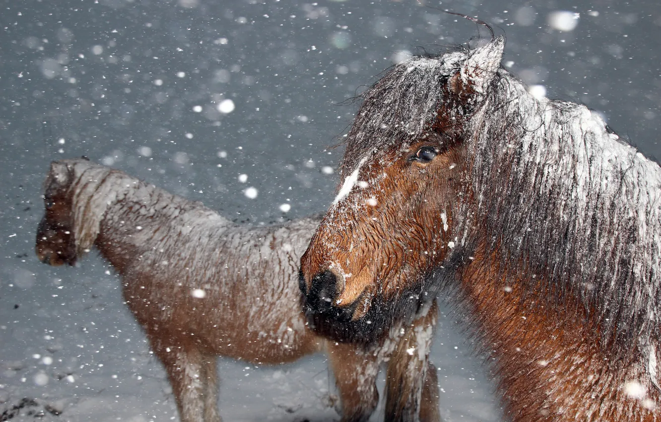 Photo wallpaper winter, snow, the wind, horse, cereal