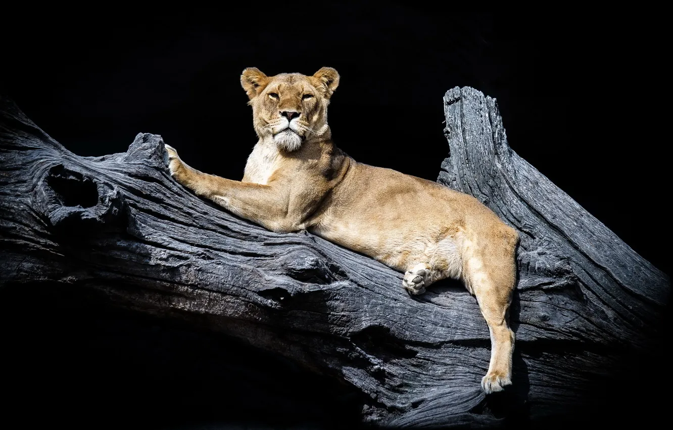 Photo wallpaper trees, lies, lioness, black background