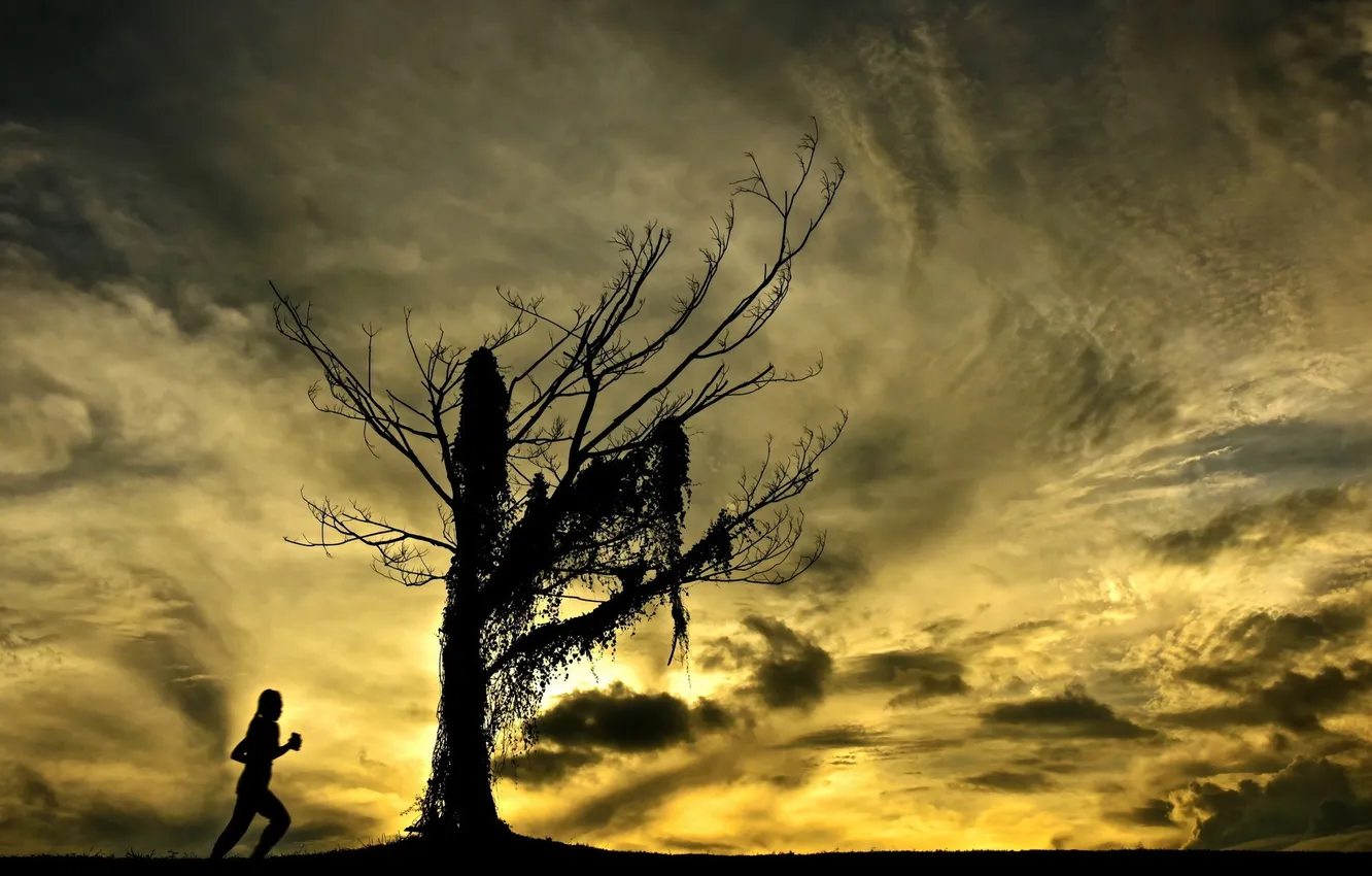 Photo wallpaper the sky, trees, silhouette