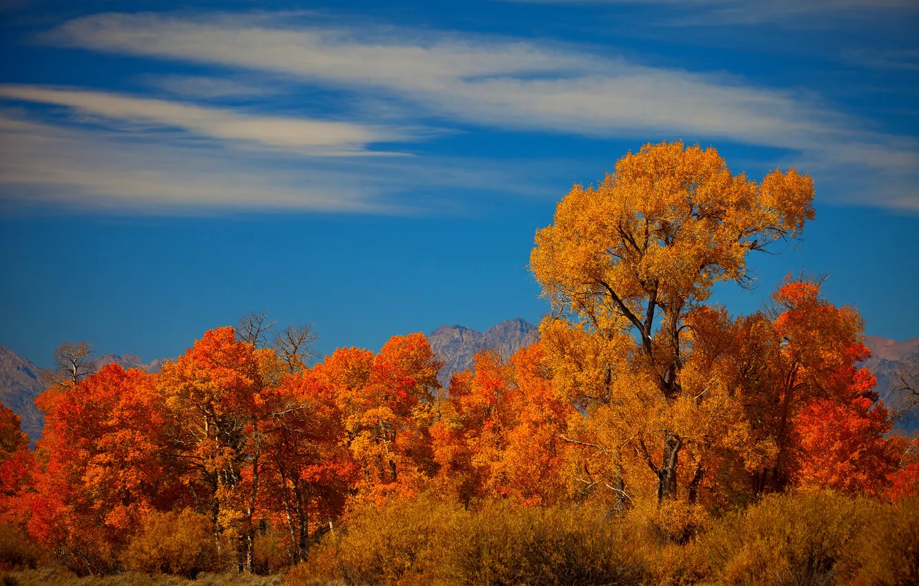 Photo wallpaper autumn, the sky, trees, landscape, mountains
