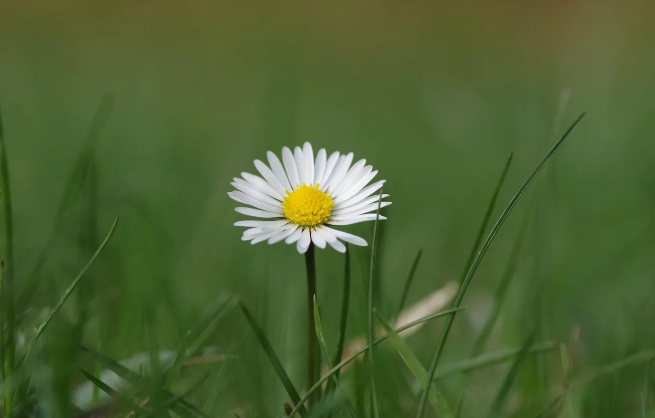 Photo wallpaper greens, white, grass, flowers, Daisy